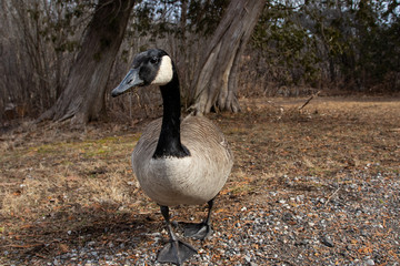 Canada goose, wide angle closeup