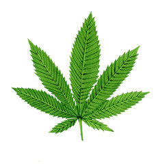 Concept -a green leaf of Marijuana (Cannabis sativa) medicinal plant. Watercolor hand drawn painting illustration isolated on a white background.