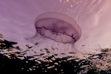 Fototapeta premium jelly fish in the Red Sea colorful and beautiful, Eilat Israel