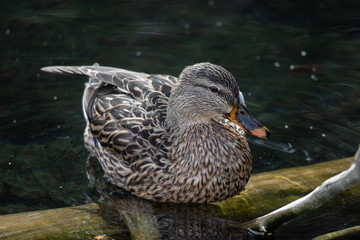 Mallard Duck