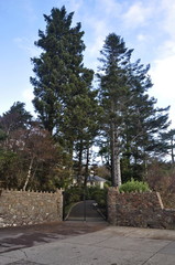 Trees in the park in Ireland