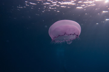 jelly fish in the Red Sea colorful and beautiful, Eilat Israel