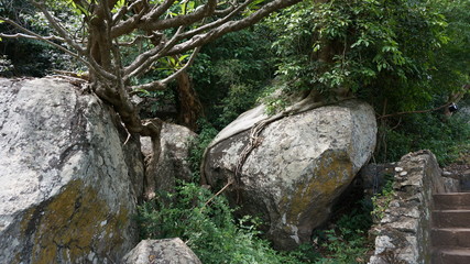 Trees on stones and rocks