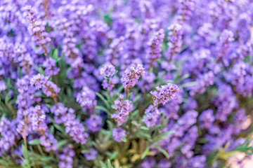 Obraz premium Vibrant Purple lavender macro textured decoration concept background