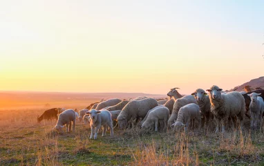Tuinposter Flock of sheep at sunset in sprintime © tutye
