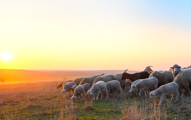 Flock of sheep at sunset in sprintime