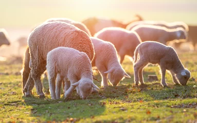 Selbstklebende Fototapeten cute little lambs on fresh spring green meadow during sunrise © tutye
