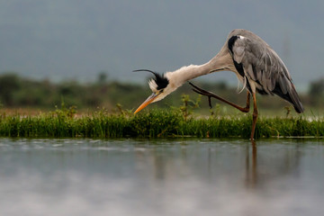 Gray Heron in the lake in Zimanga Game Reserve in South Africa