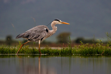 Gray Heron in the lake in Zimanga Game Reserve in South Africa