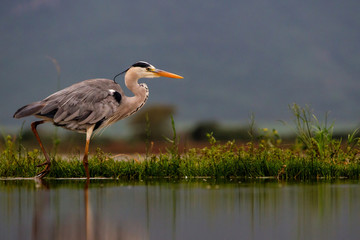 Gray Heron in the lake in Zimanga Game Reserve in South Africa