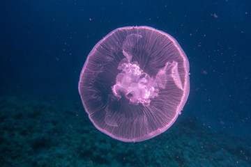 jelly fish in the Red Sea colorful and beautiful, Eilat Israel