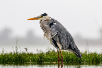 Gray Heron in the lake in Zimanga Game Reserve in South Africa