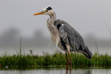 Gray Heron in the lake in Zimanga Game Reserve in South Africa