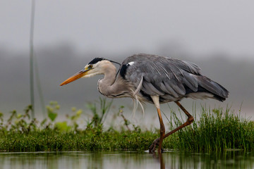 Gray Heron in the lake in Zimanga Game Reserve in South Africa