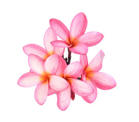 Fototapeta na wymiar Frangipani flower isolated on white background