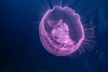 jelly fish in the Red Sea colorful and beautiful, Eilat Israel