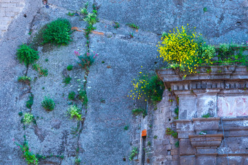 A fragment of the facade of a building built into a rock. Green spring flowers flutter on the rock and on the pediment.