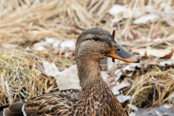 Mallard Duck