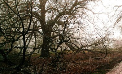 Old Gnarled Tree at Jefferson's Monticello