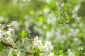 White with pink flowers of the cherry blossoms on a spring day in the park