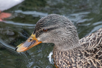 Mallard Duck