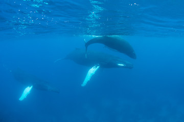 Obraz premium Mother, calf, and escort Humpback whales swim in the Caribbean Sea.