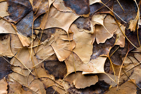 Ginkgo