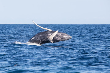 Fototapeta premium A young Humpback whale, Megaptera novaeangliae, breaches out of the blue waters of the Caribbean Sea.