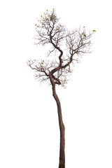 Obraz premium dead tree isolated on white background