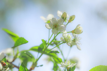 White with pink flowers of the cherry blossoms on a spring day in the park