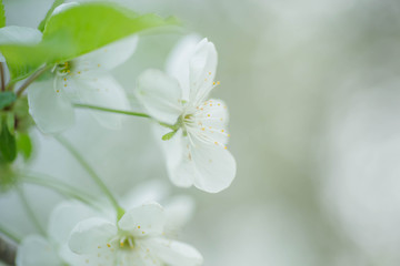 White with pink flowers of the cherry blossoms on a spring day in the park