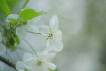 White with pink flowers of the cherry blossoms on a spring day in the park