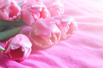 Pink tulips on a pink background. Blur effect. Selective focus, close-up.