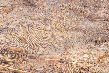 Pattern on tree trunk log after damage caused by bark beetle. Natural wooden texture background