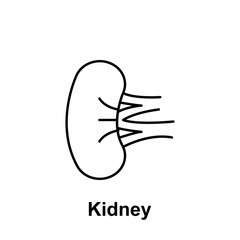 Kidney, organ icon. Element of human organ icon. Thin line icon for website design and development, app development. Premium icon