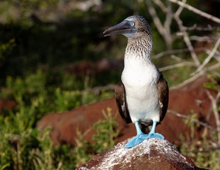 Blue-footed Booby