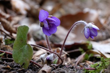 Wiosenne kwiaty - przylaszczka pospolita (Anemone hepatica) © Iwona