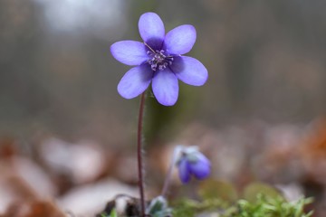 Wiosenne kwiaty - przylaszczka pospolita (Anemone hepatica) © Iwona