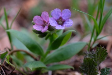 Obraz premium Wiosenne kwiaty - miodunka (Pulmonaria)