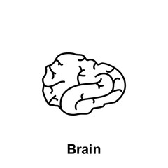 Brain, organ icon. Element of human organ icon. Thin line icon for website design and development, app development. Premium icon