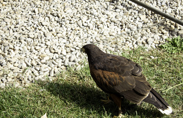 Eagle real falconry