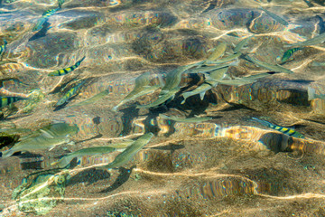 top view of a glistening sea water and fish in the water