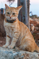 The ginger kitten in a collar sits on stones heated by the sun