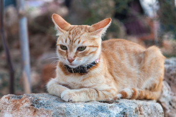 Ginger kitten in a collar is heated on the stones heated by the sun