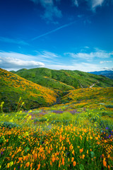 Walker Canyon Poppy Fields Super Bloom