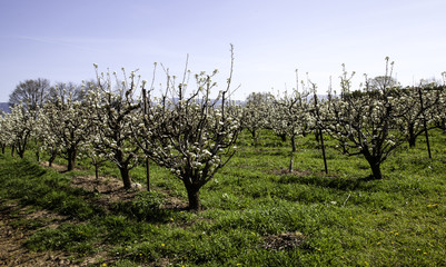 Fototapeta na wymiar Almond trees in bloom