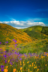 Fototapeta premium Walker Canyon Poppy Fields Super Bloom
