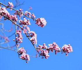 Zierkirschenblüten vor blauen Himmel