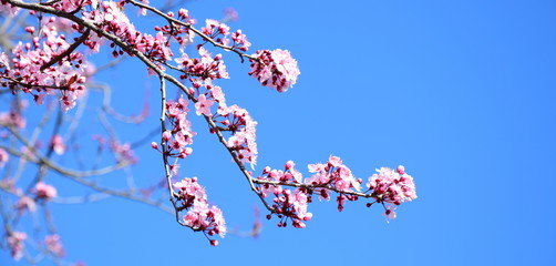 Blütezeit in Südtirol