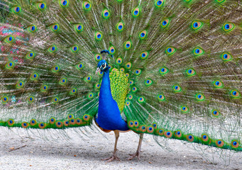 Obraz premium Male peacock showing off his plumage at Beacon Hill park in Victoria, Canada